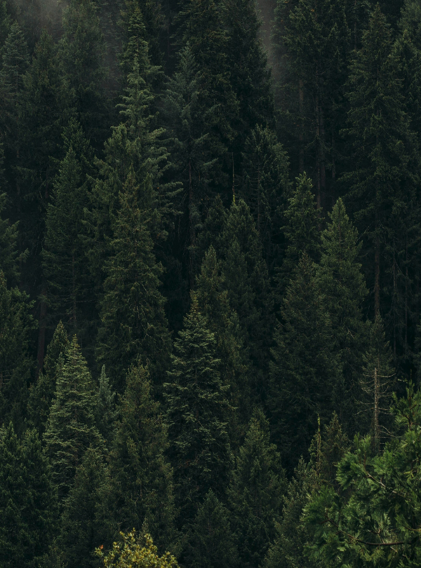 Sostenibilità ambientale